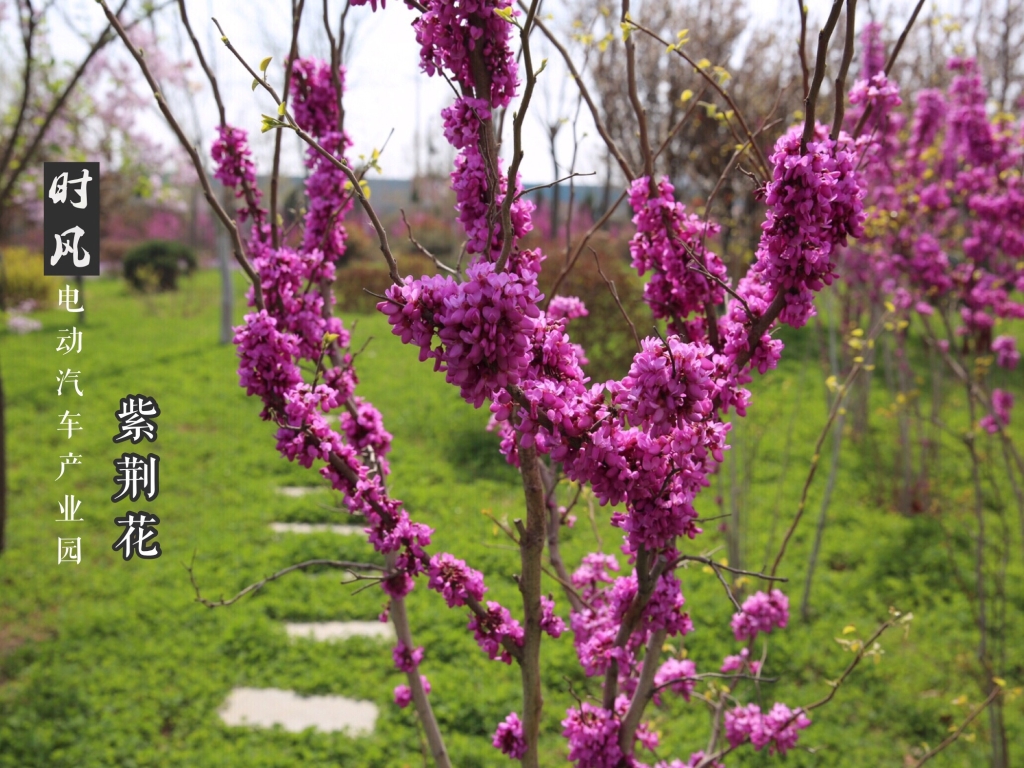 AG真人电动工业园紫荆；；；